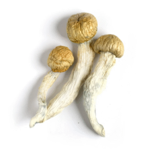 Buy Magic Mushrooms Online Nova Scotia, How to get Mushroom Edibles in Ontario, DMT Near Me Calgary, Buy LSD Acid Tabs in Winnipeg, Gettrippycanada